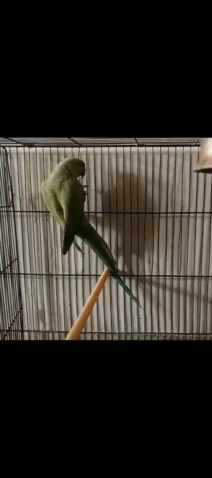green ring neck parrot 2