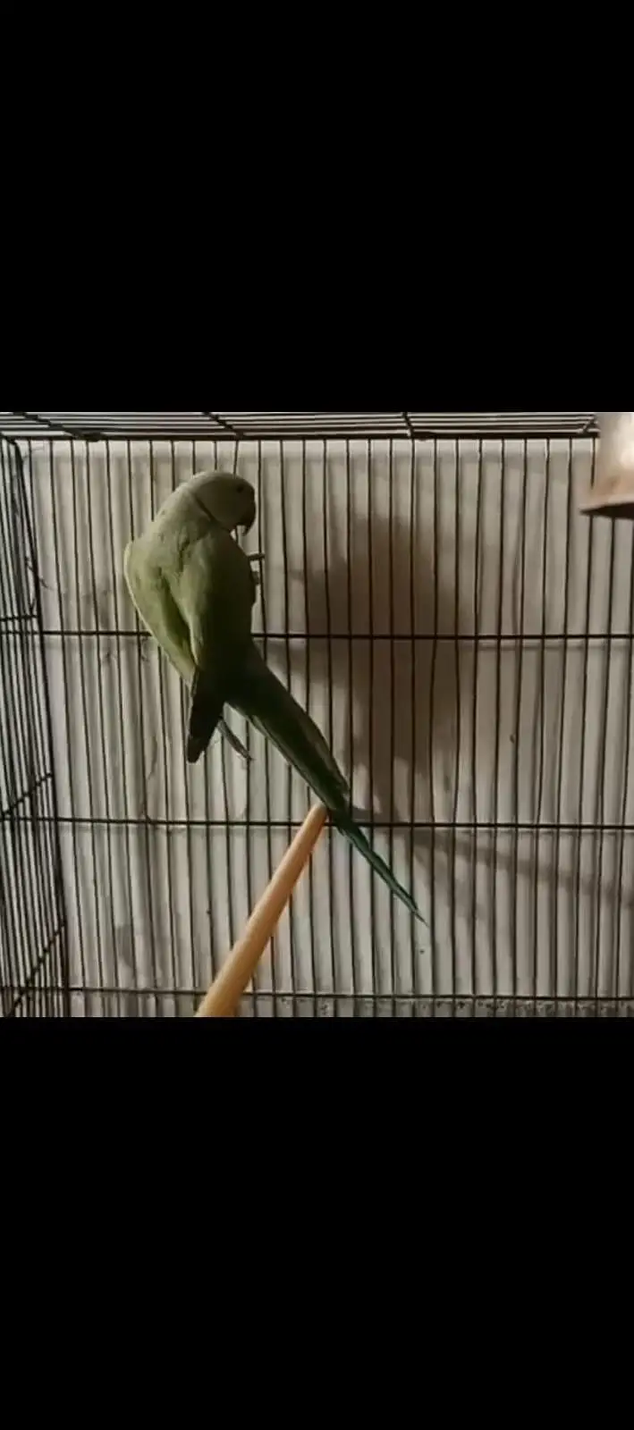 green ring neck parrot — photo 3