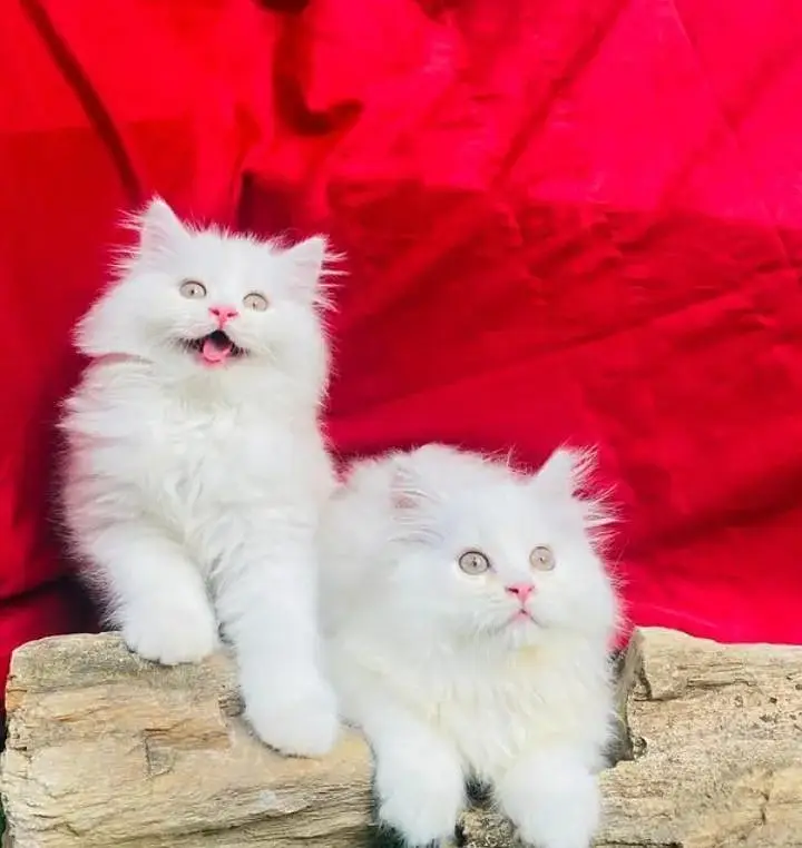 persian cat for sale — photo 2