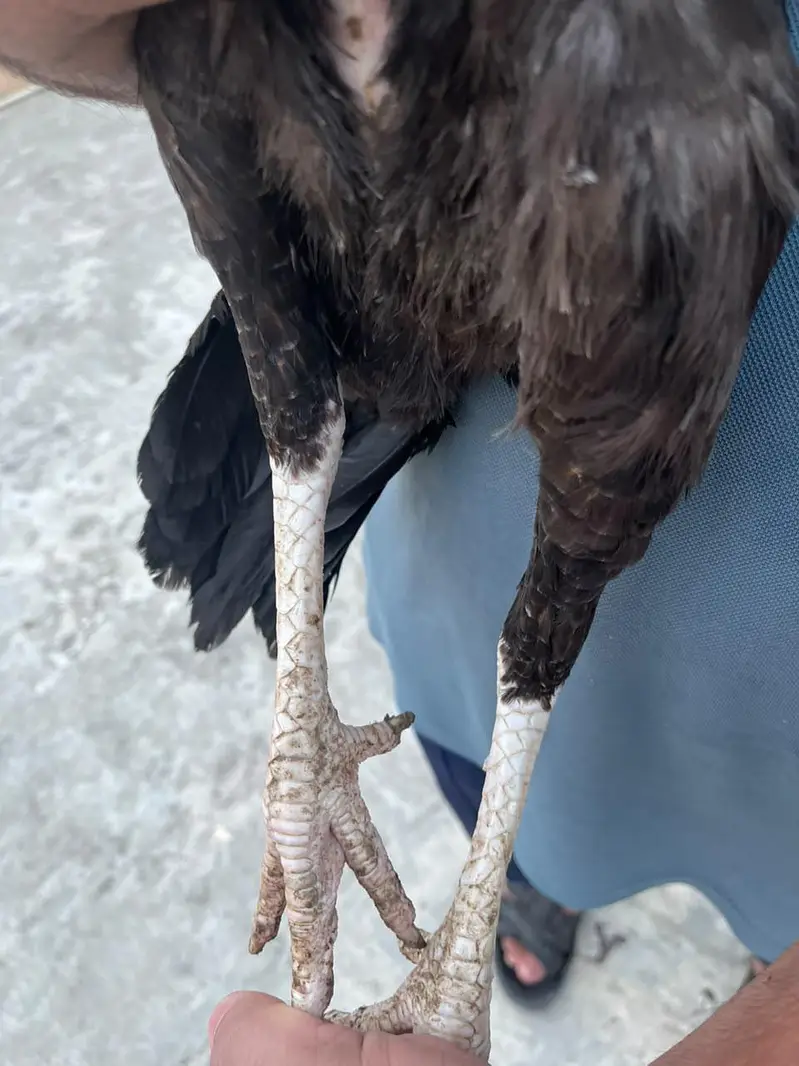 Aseel breeder females for sale — photo 2