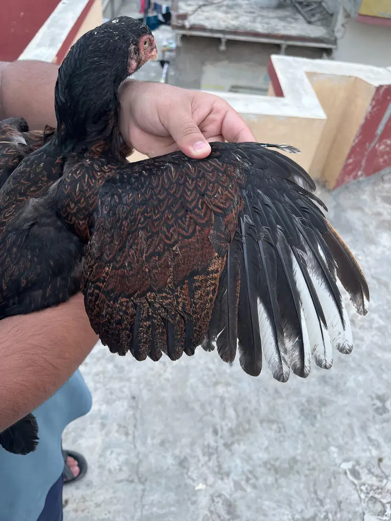 Aseel breeder females for sale — photo 3