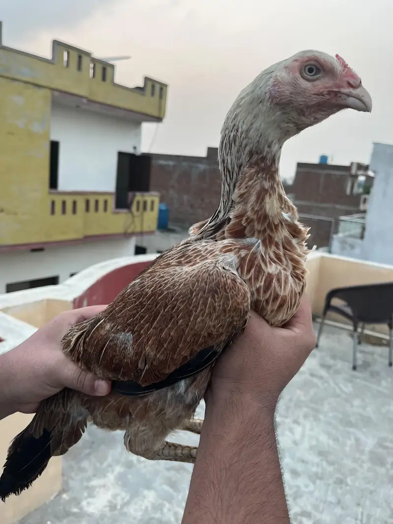 Aseel breeder females for sale — photo 5