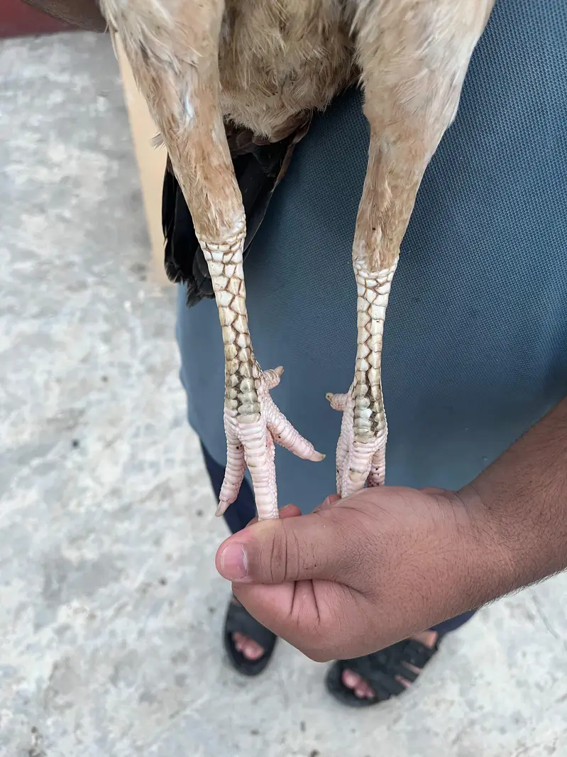 Aseel breeder females for sale — photo 7
