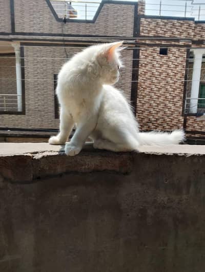 White colour kitten for sale 03058968293