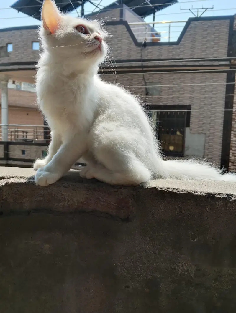 White colour kitten for sale 03058968293 — photo 2