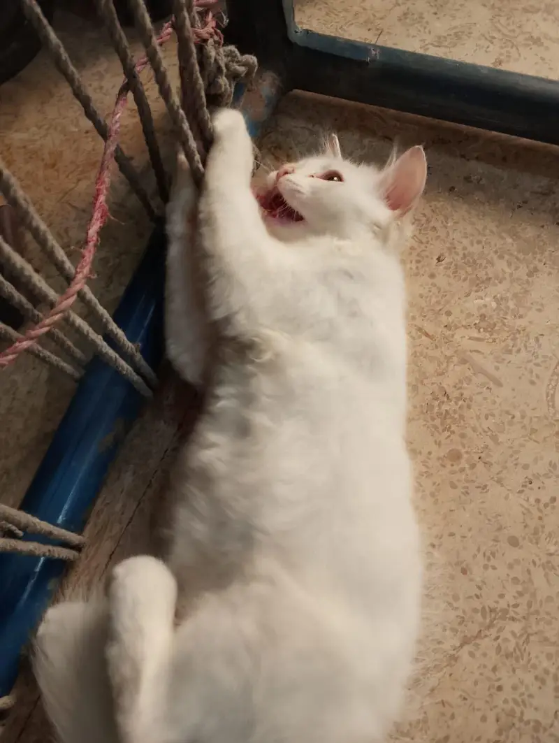 White colour kitten for sale 03058968293 — photo 3