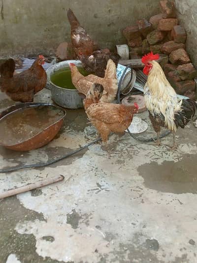 Active and Healthy Desi Breeder Set (1 Murgha + 5 Murgiyan)