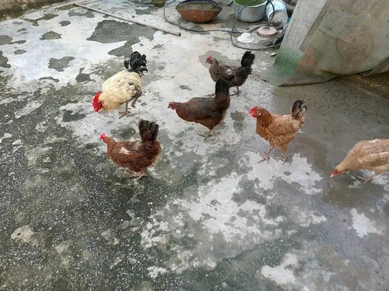 Active and Healthy Desi Breeder Set (1 Murgha + 5 Murgiyan) — photo 2