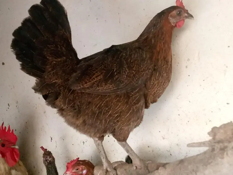 Active and Healthy Desi Breeder Set (1 Murgha + 5 Murgiyan) — photo 3