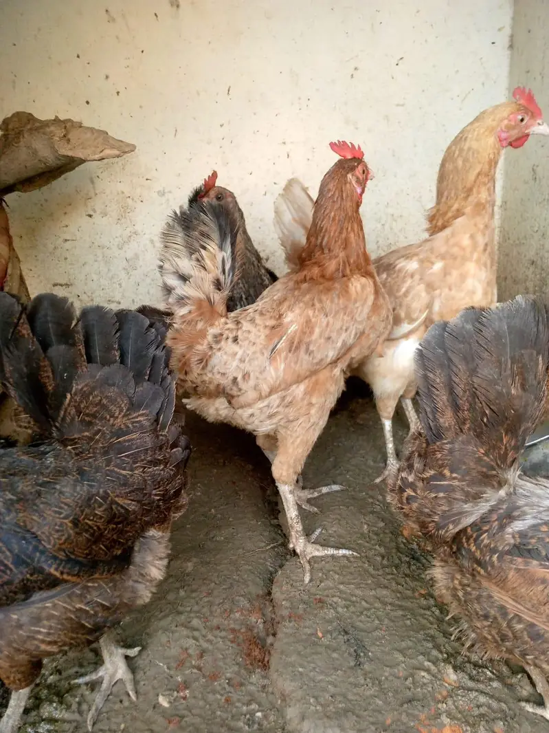 Active and Healthy Desi Breeder Set (1 Murgha + 5 Murgiyan) — photo 4