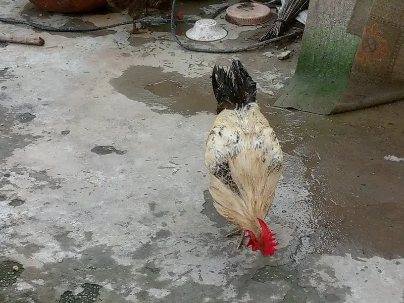 Active and Healthy Desi Breeder Set (1 Murgha + 5 Murgiyan) — photo 5
