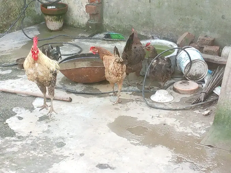 Active and Healthy Desi Breeder Set (1 Murgha + 5 Murgiyan) — photo 6