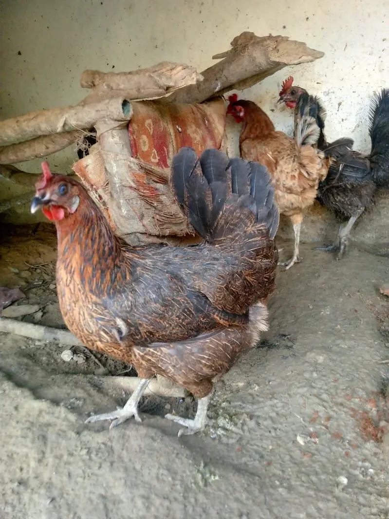 Active and Healthy Desi Breeder Set (1 Murgha + 5 Murgiyan) — photo 7