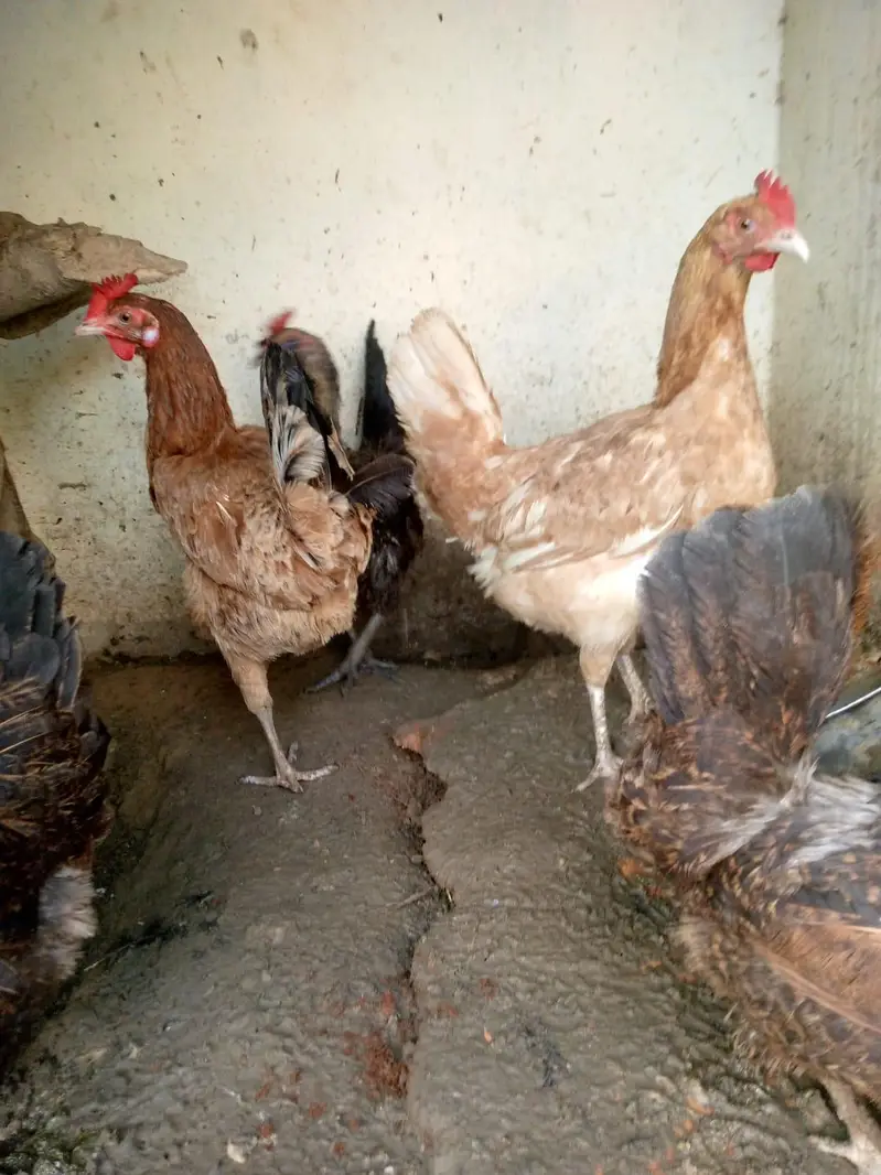 Active and Healthy Desi Breeder Set (1 Murgha + 5 Murgiyan) — photo 8