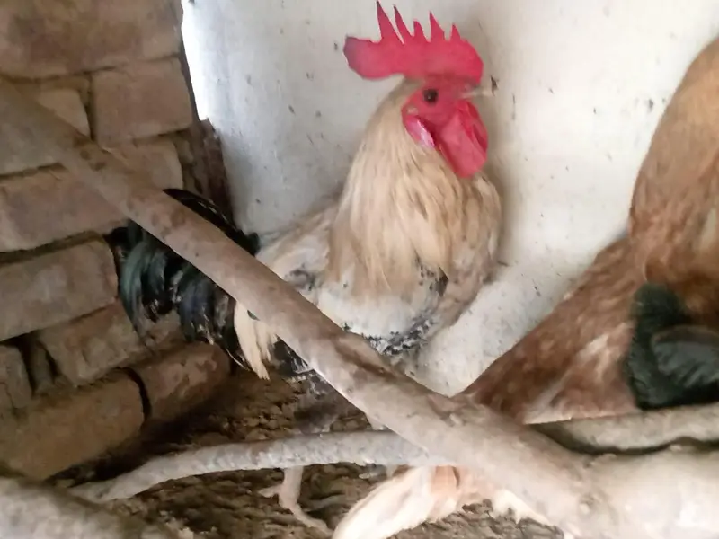 Active and Healthy Desi Breeder Set (1 Murgha + 5 Murgiyan) — photo 9