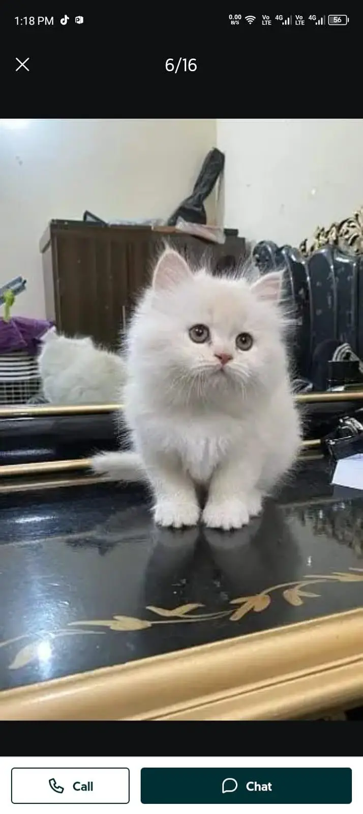 persian cat for sale — photo 2