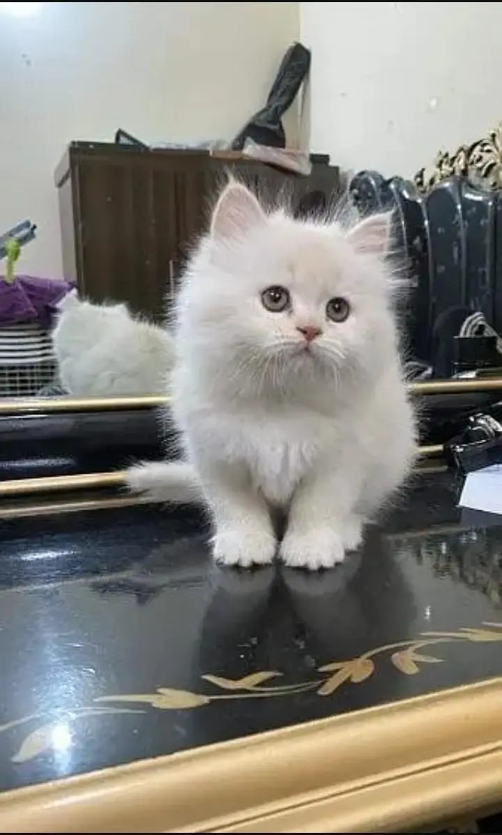 persian cat for sale — photo 3