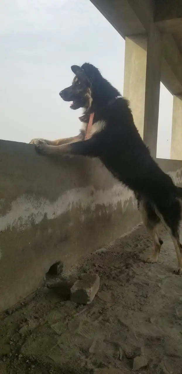 German Shepherd × Husky Cross Male – 4 Years | Peshawar — photo 2