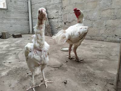 Aseel Heera Qabli Pair