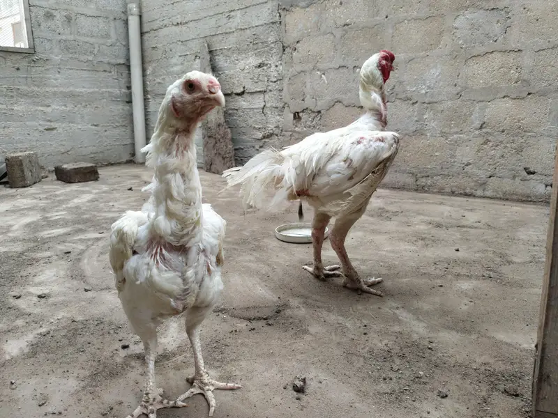 Aseel Heera Qabli Pair — photo 2