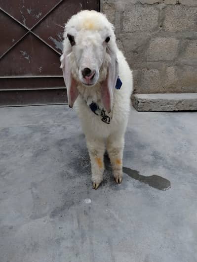 Dumba for sale