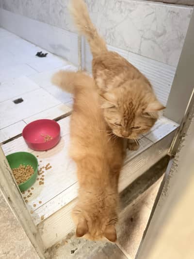 Brown cats