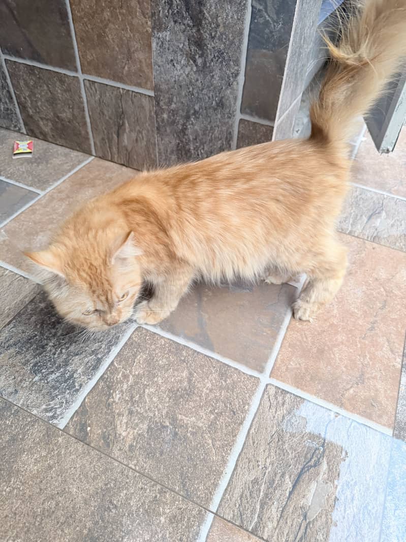 Brown cats 3