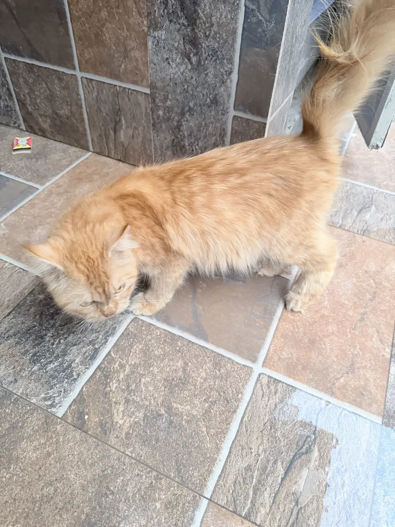 Brown cats — photo 4
