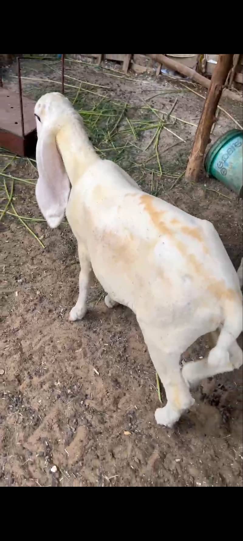 Kajla 1