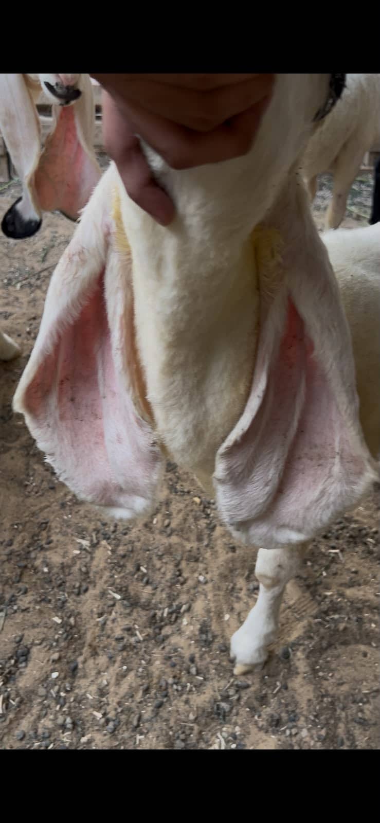 Kajla 6