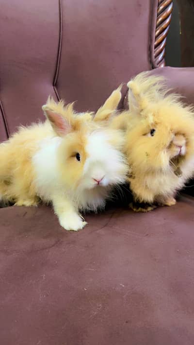 Teddy bear dwarf rabbit pair