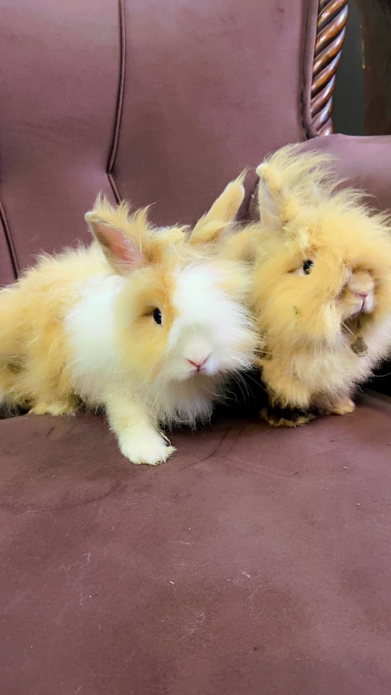 Teddy bear dwarf rabbit pair 0