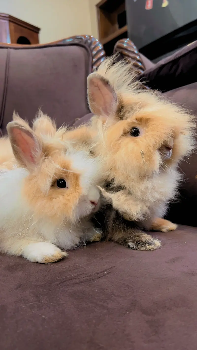 Teddy bear dwarf rabbit pair — photo 2