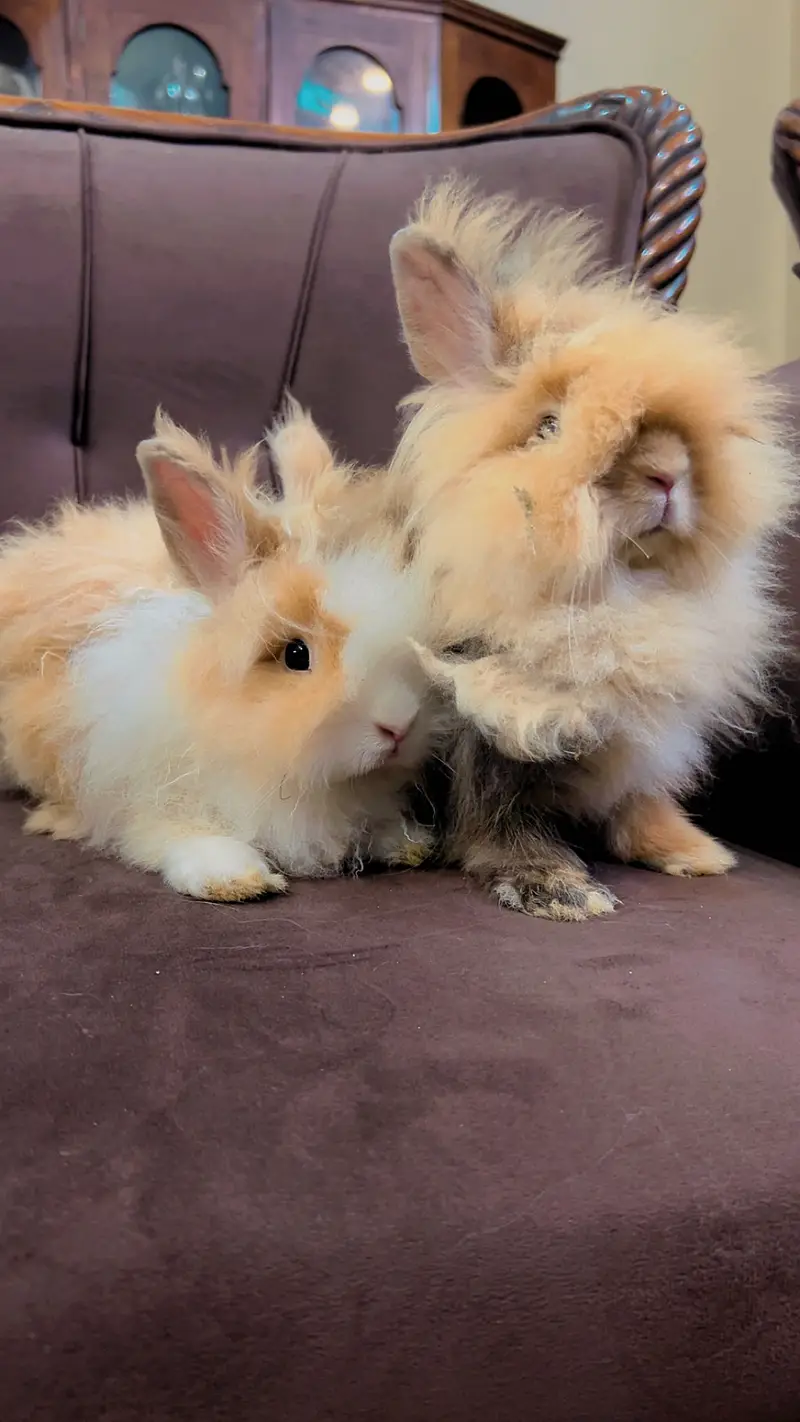 Teddy bear dwarf rabbit pair — photo 3