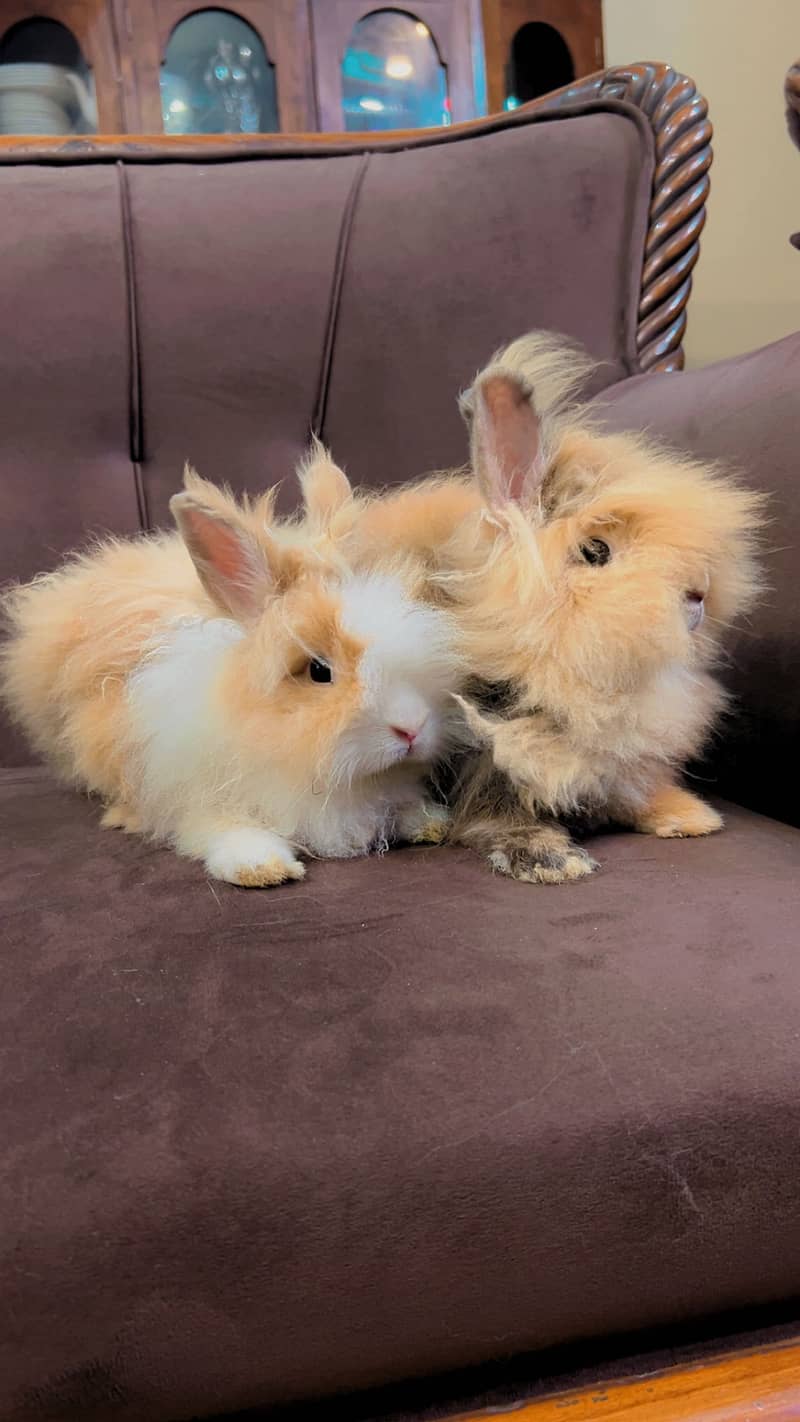 Teddy bear dwarf rabbit pair 3