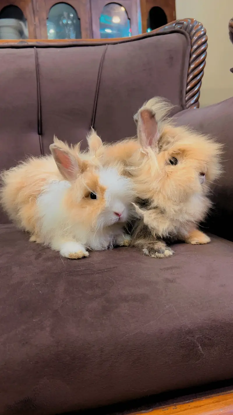 Teddy bear dwarf rabbit pair — photo 4