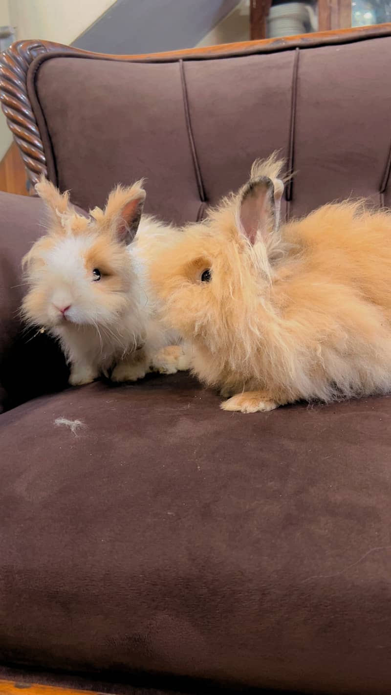 Teddy bear dwarf rabbit pair 4