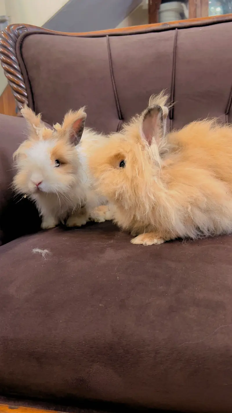 Teddy bear dwarf rabbit pair — photo 5