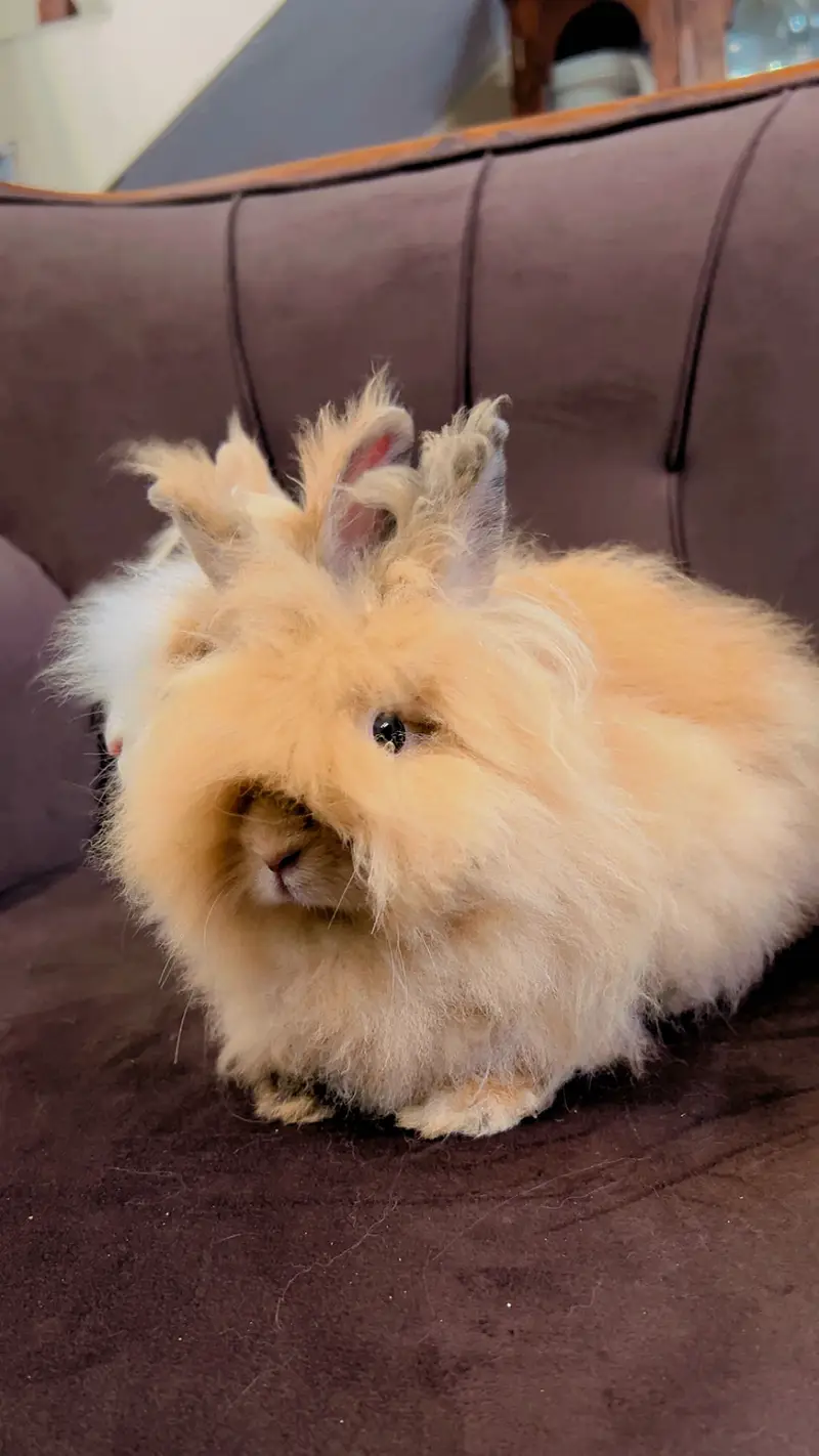 Teddy bear dwarf rabbit pair — photo 6