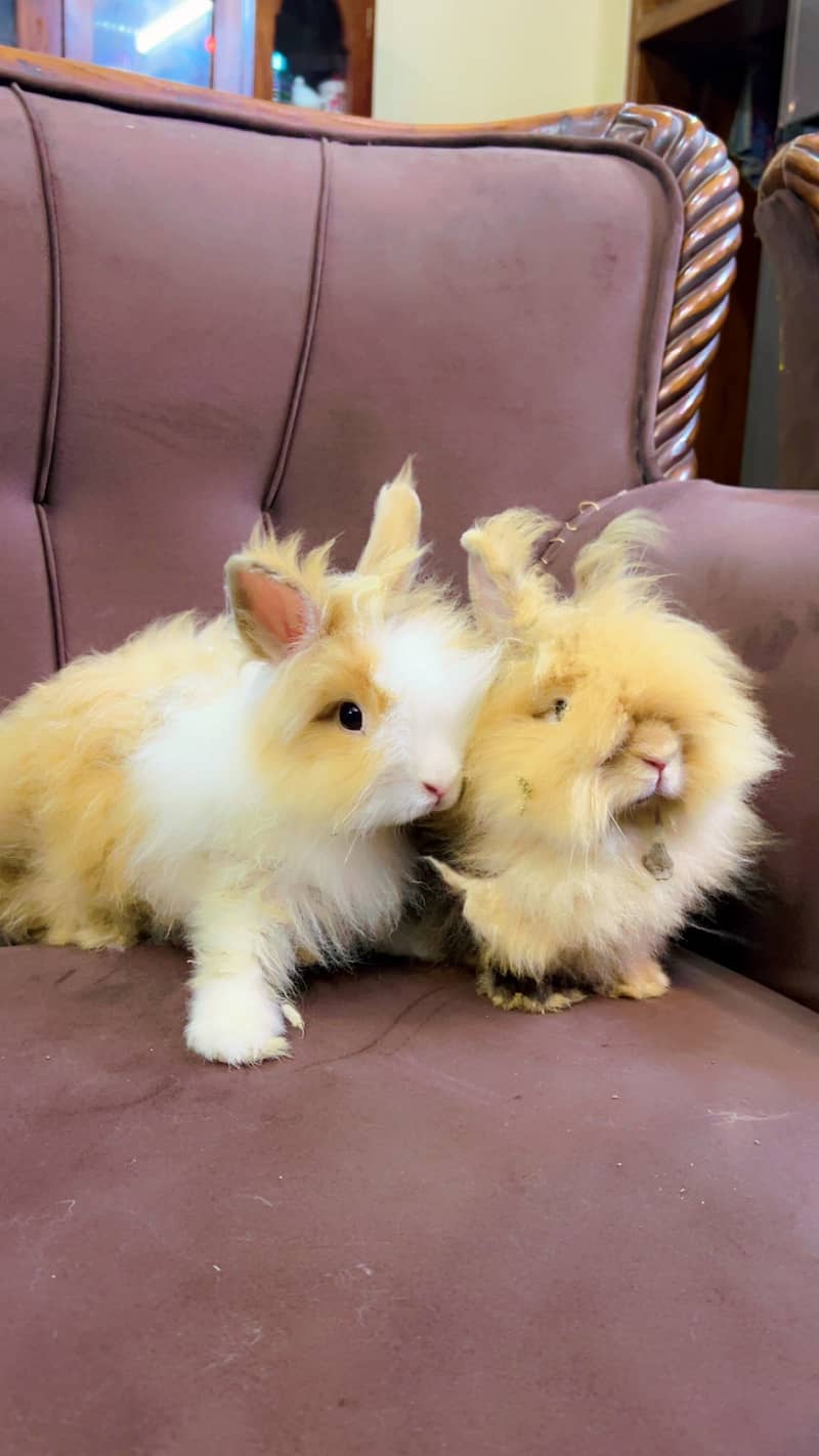 Teddy bear dwarf rabbit pair 6