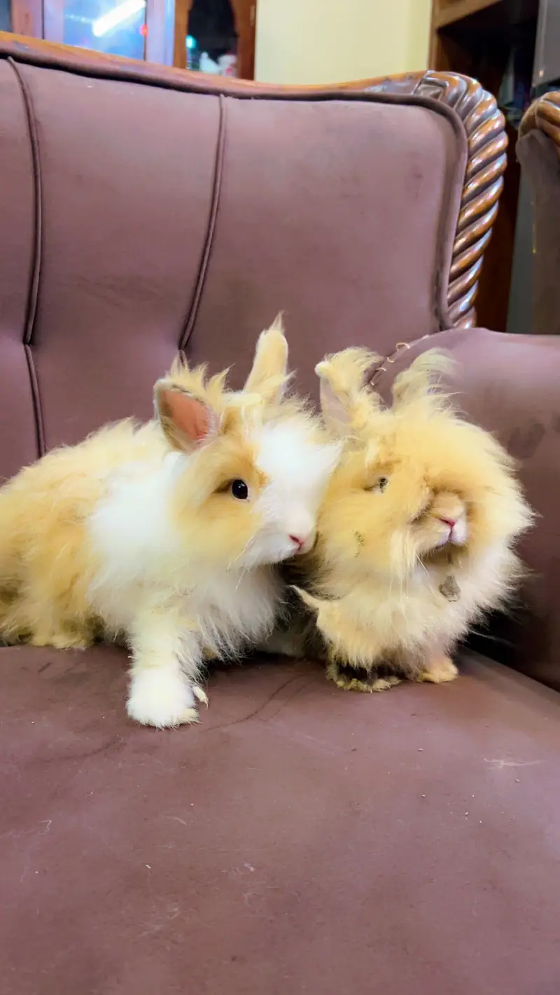 Teddy bear dwarf rabbit pair — photo 7