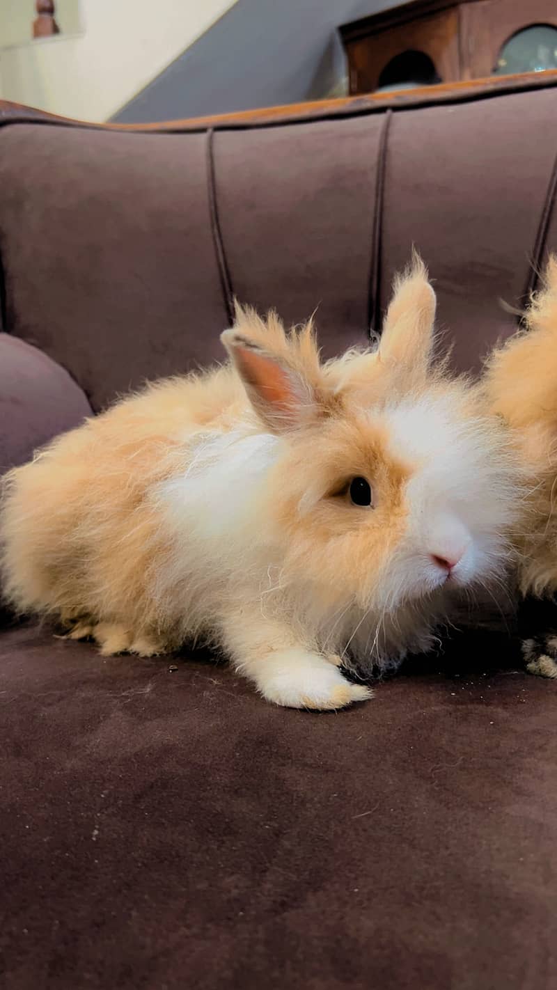 Teddy bear dwarf rabbit pair 7