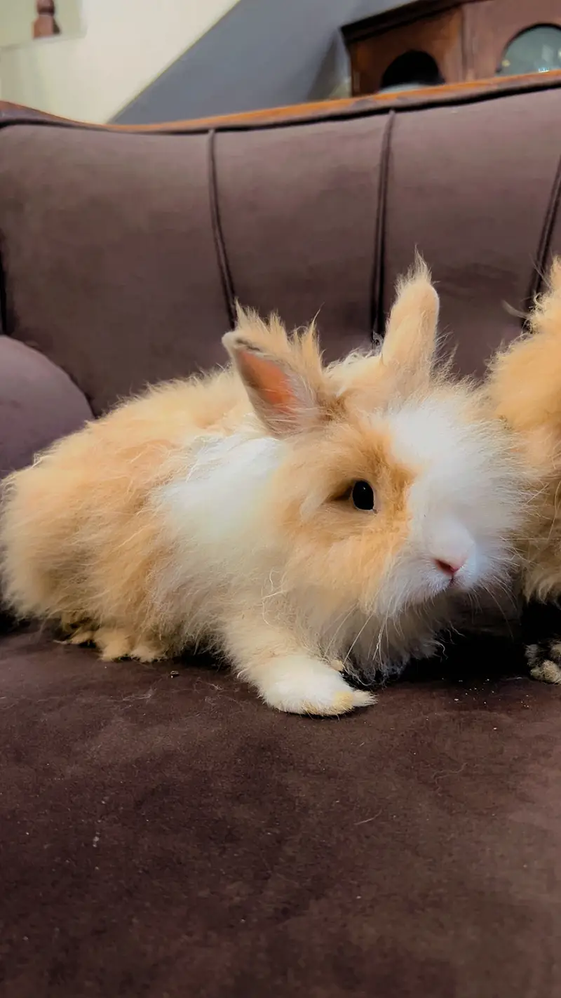 Teddy bear dwarf rabbit pair — photo 8