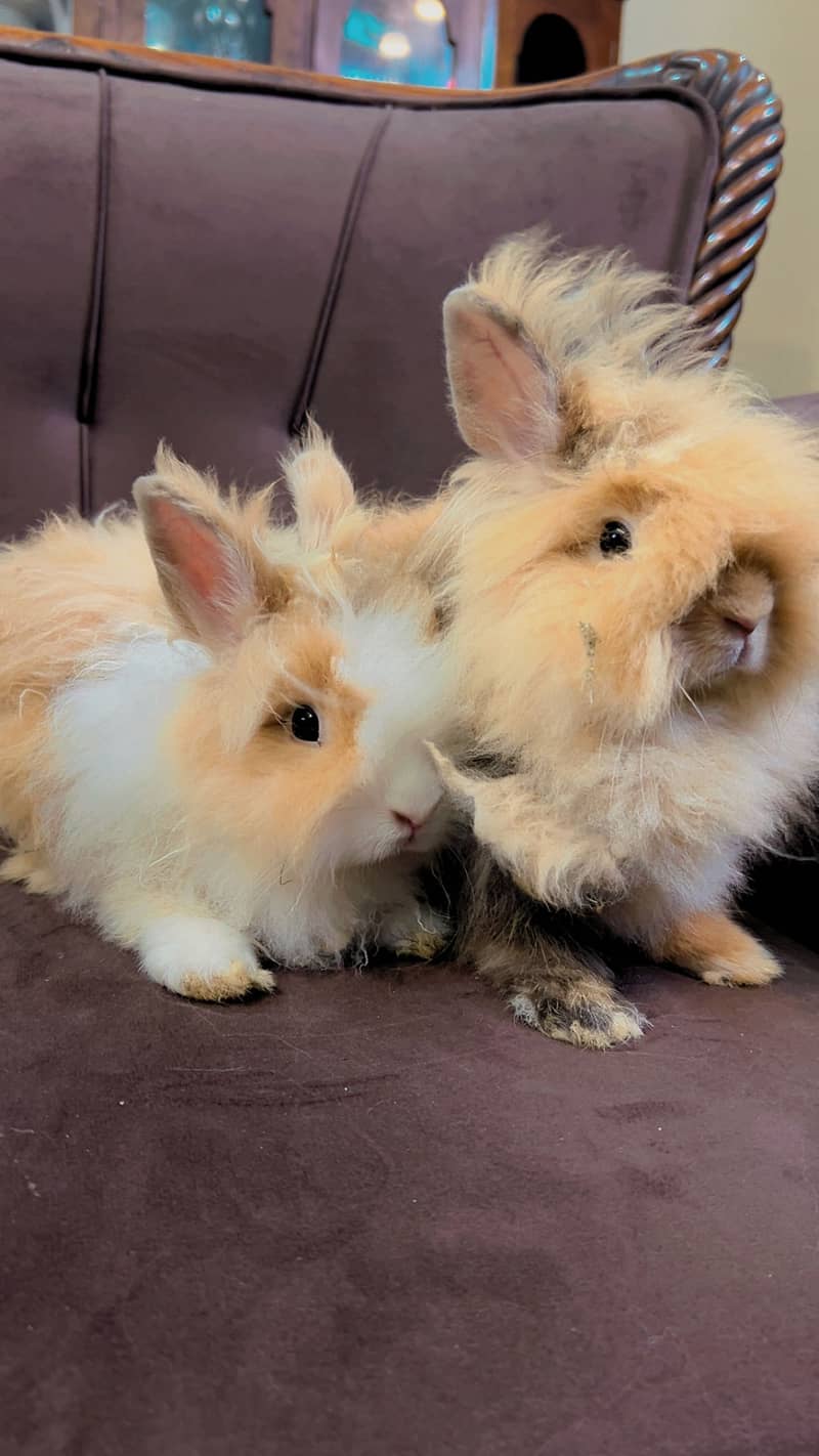 Teddy bear dwarf rabbit pair 8