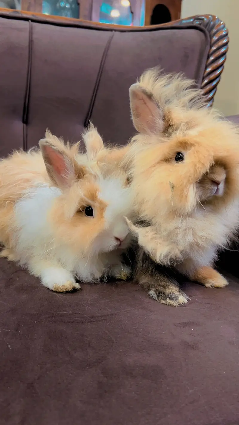 Teddy bear dwarf rabbit pair — photo 9