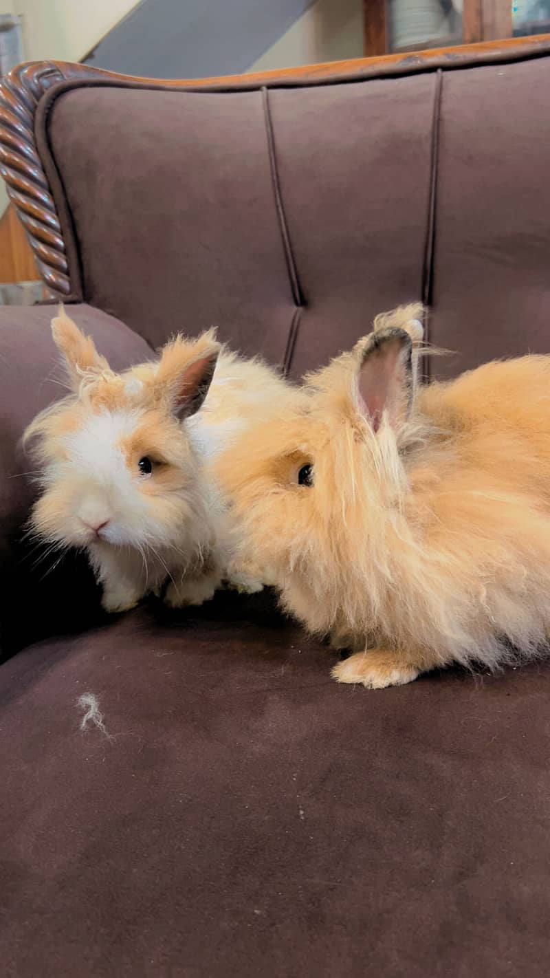 Teddy bear dwarf rabbit pair 9