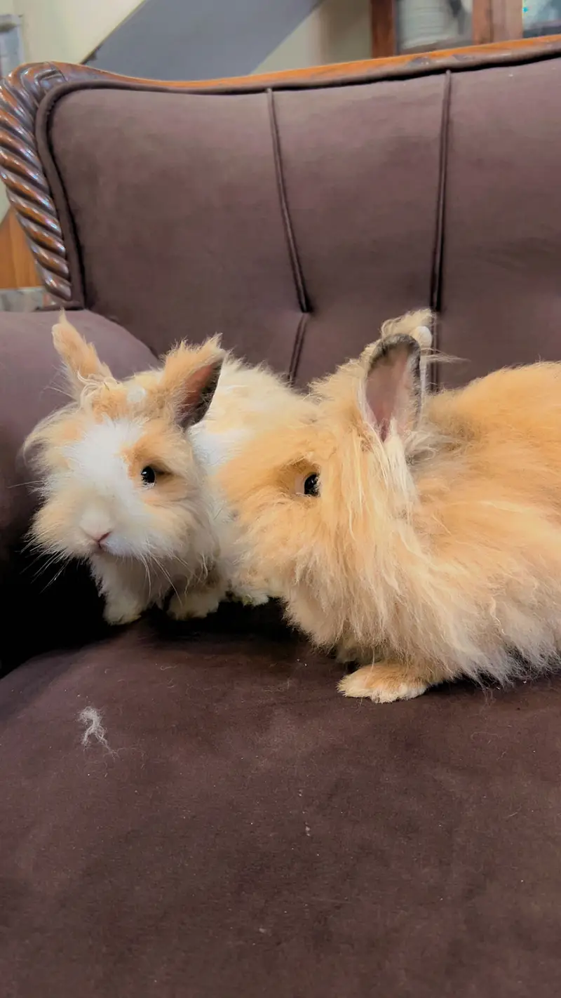 Teddy bear dwarf rabbit pair — photo 10