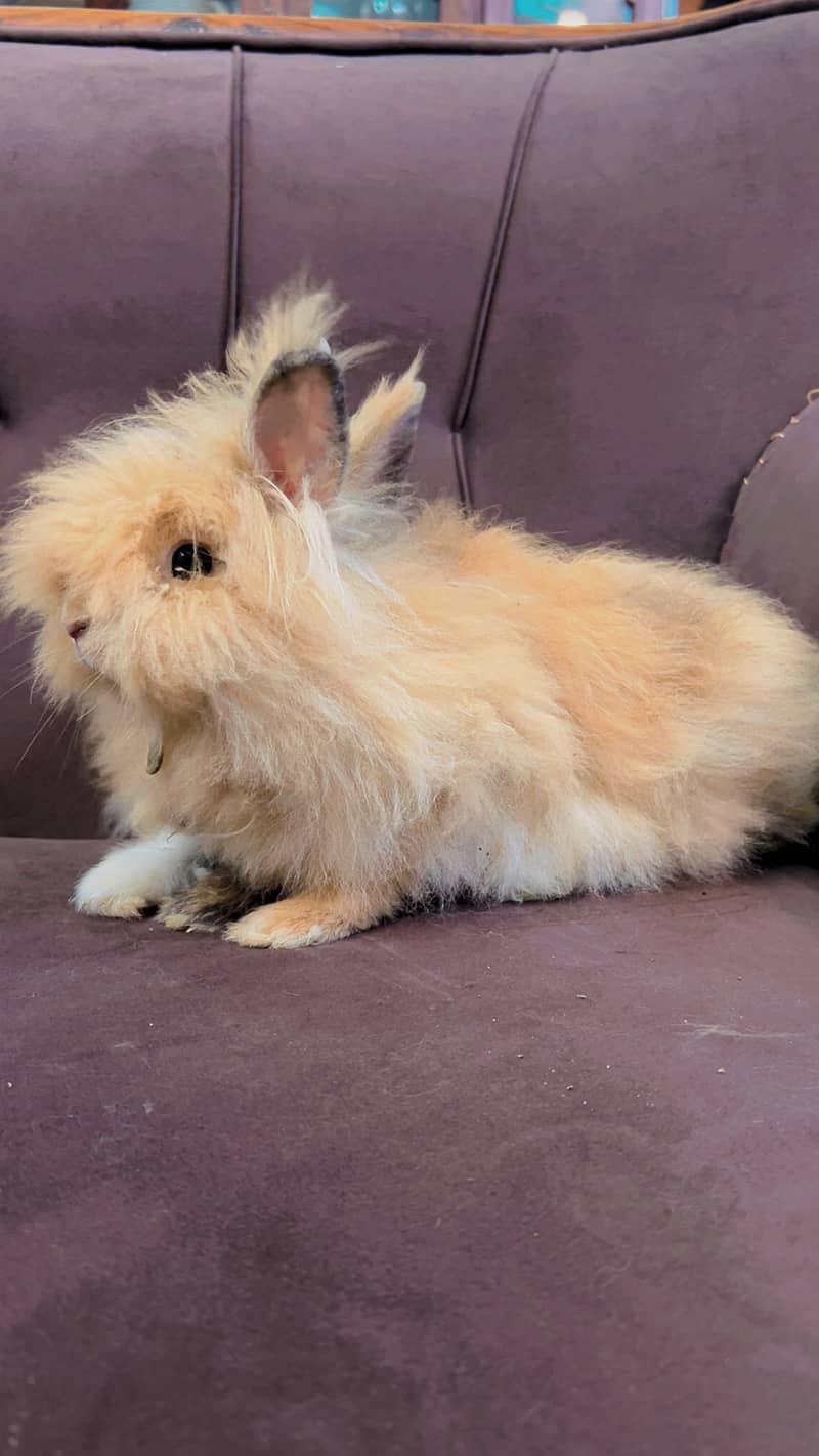 Teddy bear dwarf rabbit pair 11