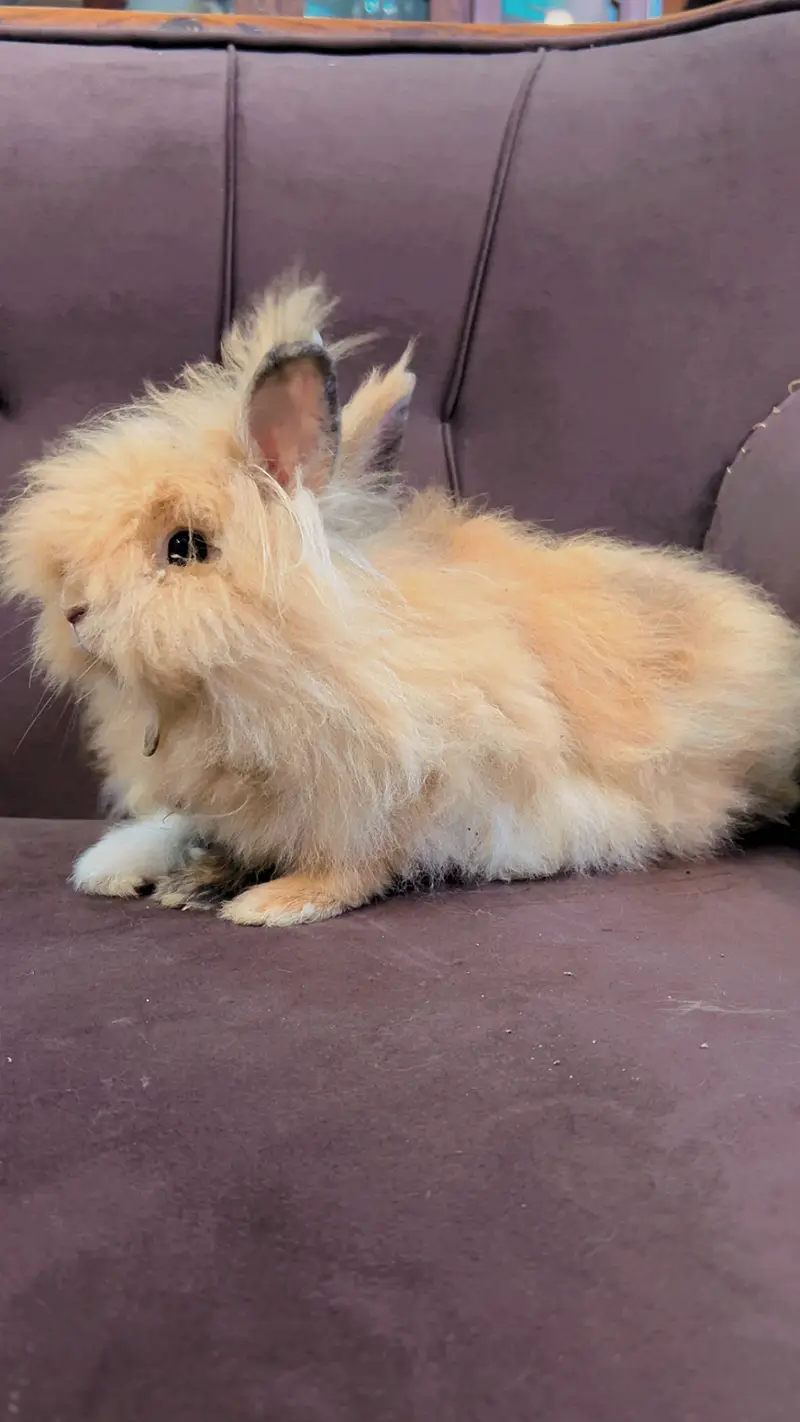 Teddy bear dwarf rabbit pair — photo 12