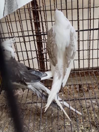 breeder pair cockatail
